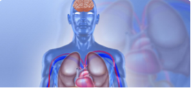 Transparent illustration of human body showing internal organs
